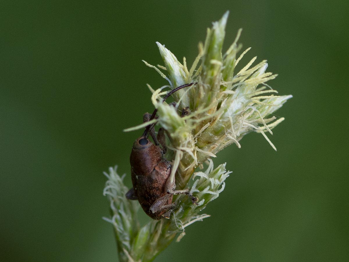 Curculio glandium